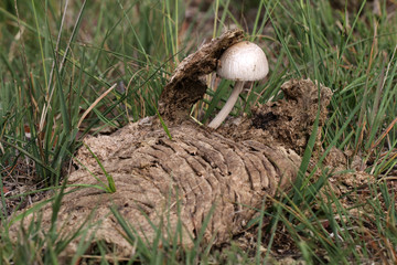 Close up of mushroom on cow dung
