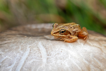 Close up of small frog sitting on mushroom