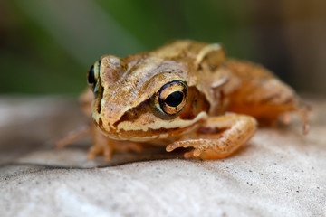 Close up of small frog sitting on mushroom