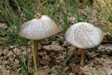Close up of small frog sitting on mushroom