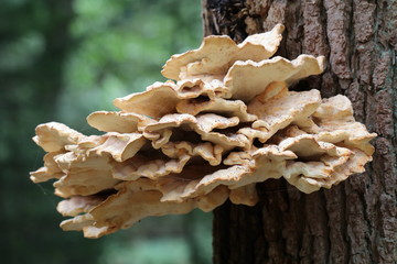 Close up of mushrooms on tree trunk