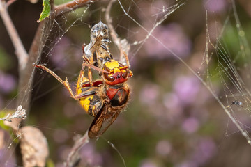 Close up of hornet with prey in spider web