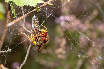 Close up of hornet with prey in spider web