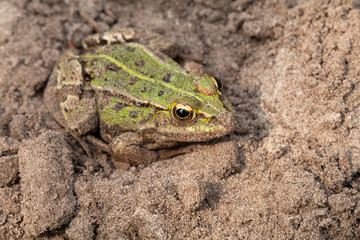 Close up of green frog sitting on ground