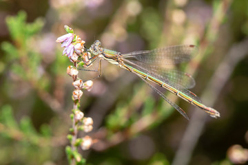 Close up of damselfly with flower stem