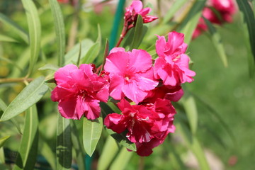 Nerium oleander in summer in Italy