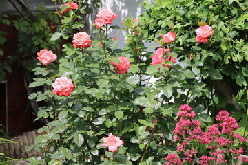 Roses flowerbed in the summer, gernamy
