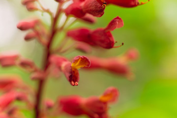 Red buckeye flowers, Aesculus pavia, in the spring. Hummingbird attractor.