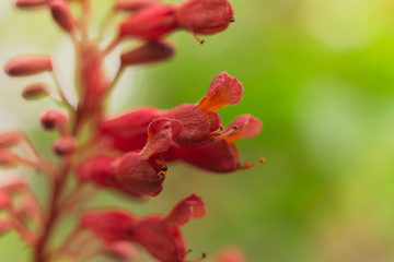 Naklejka na ściany i meble Red buckeye flowers, Aesculus pavia, in the spring. Hummingbird attractor.