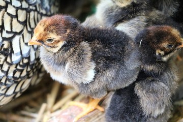 Chicks of American Wyandots