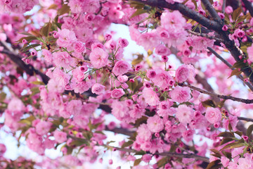 Pink sakura (flowering cherry) blossom in spring