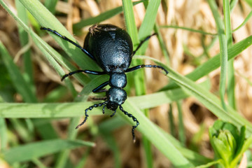 Kletterk&uuml;nstler