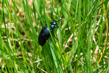 Kletterk&uuml;nstler