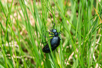 Kletterk&uuml;nstler