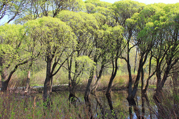 Park on a clear spring day and trees with tender young green foliage