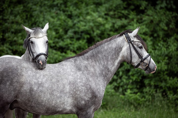 Obraz premium Reitponys