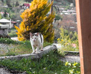 stray cat lurking and watching stare feline sharp