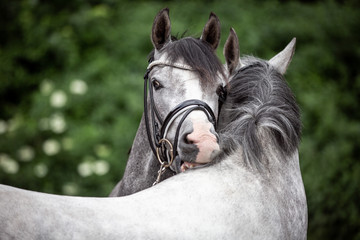 Ponys kraulen sich Pferde genießen die Fellpflege zwei hübsche Schimmel Reitponys betreiben...