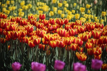 Obraz premium field of tulips