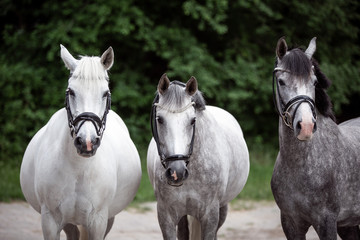 Reitponys
