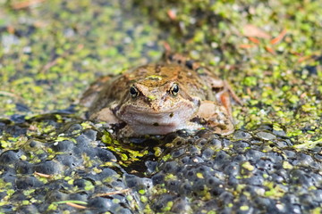 A frog in a pond reduce the population of dangerous mosquitoes and prevent the development of fever tolerated by them.