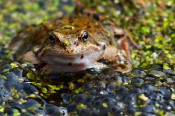 A frog in a pond among duckweed and frogs calf in spring. Nature background with copy space.