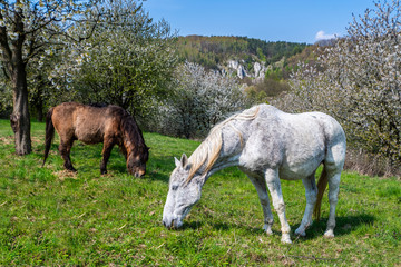horses in the field