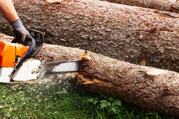Strong man is cutting a tree with a chainsaw
