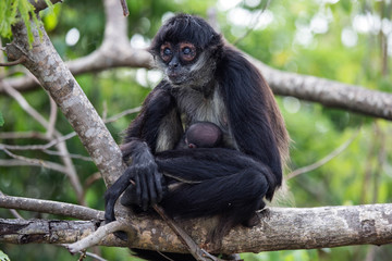 Spider monkey