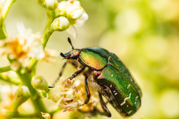 Closeup of Goldsmith beetle - Cetonia aurata - on a beautiful flower