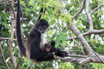 Spider monkey