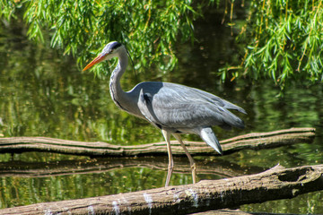 Portrait of a Grey heron