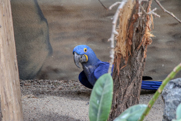 Portrait of a Hyacinth macaw