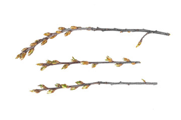 Blooming bird cherry tree branch isolated on white background.