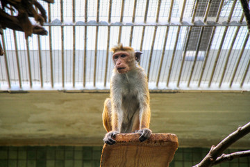 Gracile capuchin monkey in a zoo