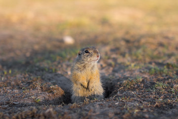 Naklejka na ściany i meble European ground squirrel standing in the field. Spermophilus citellus wildlife scene from nature. European souslik eating on meadow