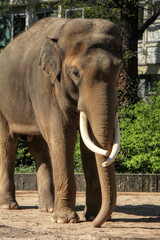 Portrait of an Asian elephant in a zoo