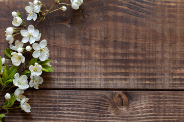 Spring background. White cherry blossom flowers on dark wood background. Flat lay