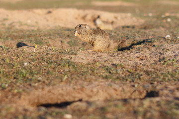 Naklejka na ściany i meble European ground squirrel standing in the field. Spermophilus citellus wildlife scene from nature. European souslik on meadow