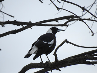 Magpie on a branch