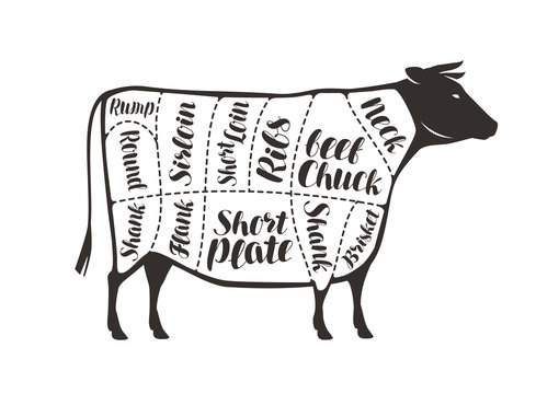 Cuts of beef, cow or bull. Butcher shop, meat vector illustration