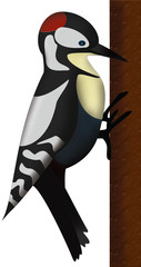 woodpecker