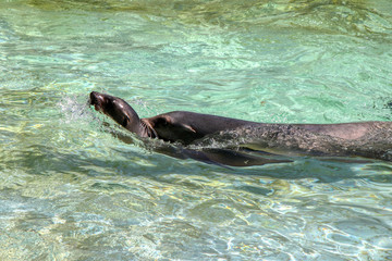 Sea lions swim in a tank in a zoo