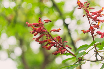Red buckeye flowers, Aesculus pavia, in the spring. Hummingbird attractor.