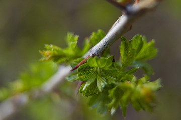 Needle on the branch