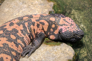 Gila monster resting on a rock