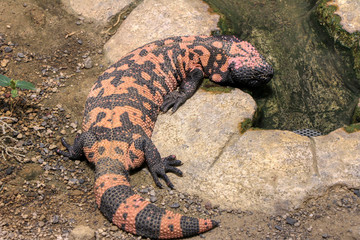 Gila monster resting on a rock