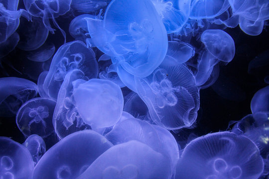 Group of jellyfish in an aquarium © Massimo Todaro