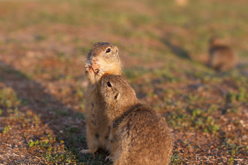 Two european ground squirrels standing in the field. Spermophilus citellus wildlife scene from nature. Two european sousliks eating on meadow