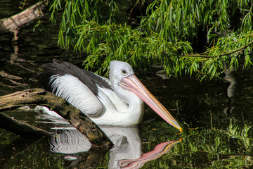 Portrait of a White Pelican 